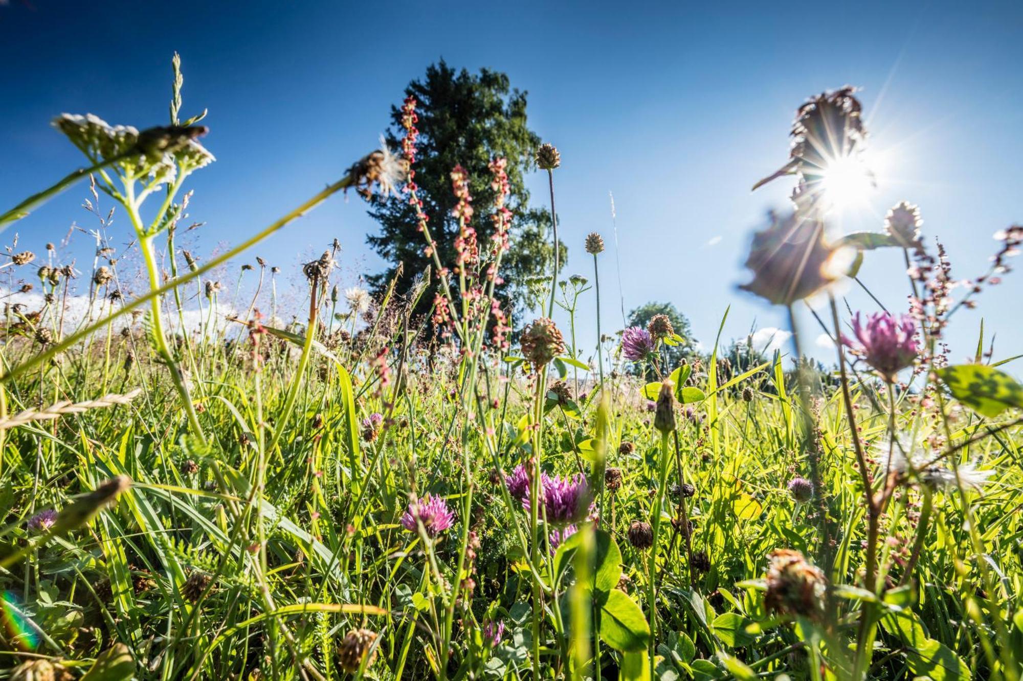 Ferienwohnung Seeblick Nr 5, 2 Zi-Baerental, Feldberg Rotwasser Bagian luar foto